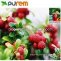 100% natural and Hot saling cranberry powder